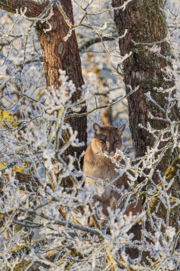 An adult female cougar (Puma concolor) sits high up in a frost-covered oak tree on a sunny, cold winter day. Captive