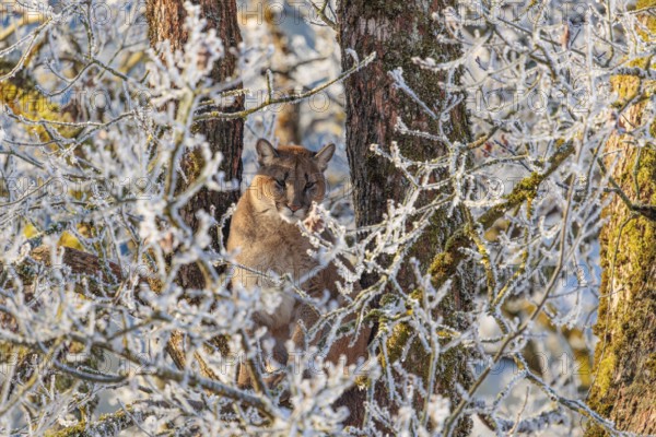 An adult female cougar (Puma concolor) sits high up in a frost-covered oak tree on a sunny, cold winter day. Captive