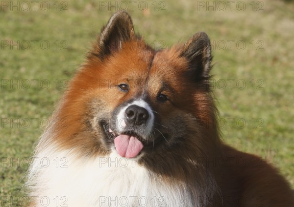 Large Elo (Canis lupus familiaris), male 3 years, portrait, North Rhine-Westphalia, Germany