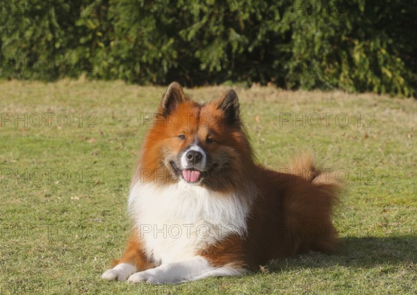 Large Elo (Canis lupus familiaris), male dog, 3 years old, lying on a meadow, North Rhine-Westphalia, Germany