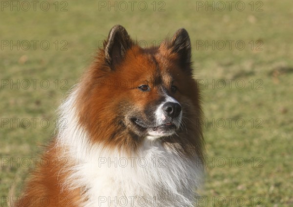 Large Elo (Canis lupus familiaris), male 3 years portrait, side view, North Rhine-Westphalia, Germany