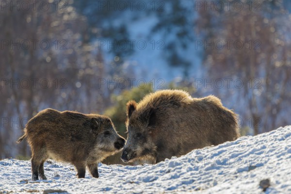 Two young wild boars (Sus scrofa) wrestle with each other in the backlight of the sun in a clearing. Their raised dorsal crests glow in the light. Bavaria, Germany