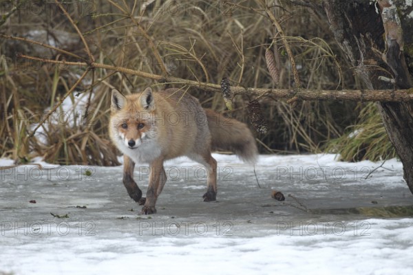 Red fox (Vulpes vulpes) secured on a frozen stream, Allgäu, Bavaria, Germany, Allgäu, Bavaria, Germany