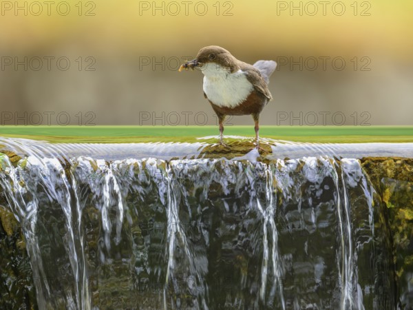 White-throated White-throated Dipper (Cinclus cinclus), standing on the edge of a weir with insects in its beak, biosphere reserve, Swabian Alb, Baden-Württemberg, Germany