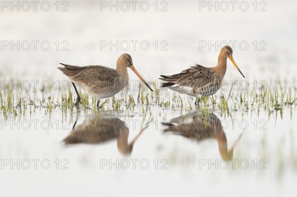 Two black-tailed godwits (Limosa limosa) standing in shallow water, reflecting the surroundings, Dümmer nature park Park, Lower Saxony, Germany