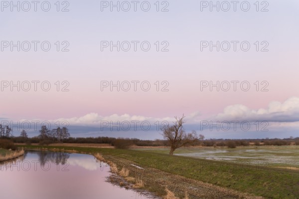 A single bare willow tree (Salix spec.) stands in a vast landscape under a pink sky at dusk at the Huntedeich near the mouth of the river Hunte, Dümmer nature park Park, Lower Saxony, Germany