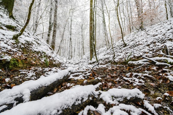 Source of the Hunte river in Melle, snowy forest soil with moss, leaves and bare trees that create a quiet winter atmosphere, Melle, Lower Saxony, Germany
