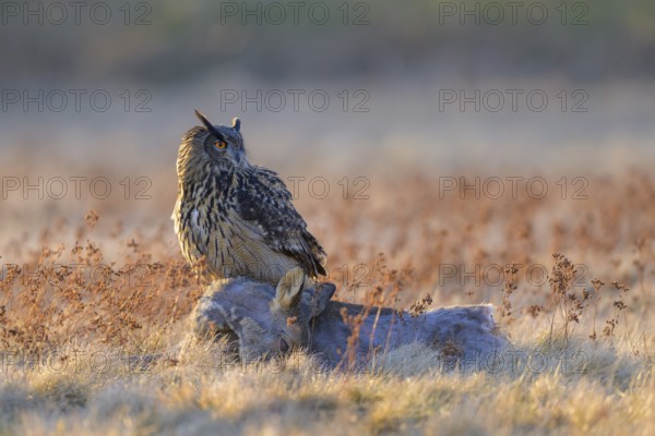 Eurasian Eagle-owl (Bubo bubo), on a roe deer (Capreolus capreolus), roadkill, Swabian Alb biosphere reserve, Baden-Württemberg, Germany
