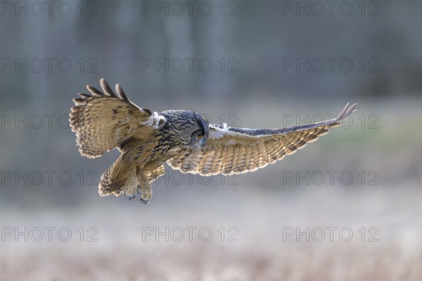 Eurasian Eagle-owl (Bubo bubo), in flight over a meadow in the last light, backlight, Swabian Alb biosphere reserve, Baden-Württemberg, Germany