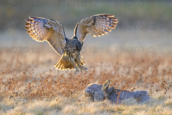 Eurasian Eagle-owl (Bubo bubo), approaching a roe deer (Capreolus capreolus), roadkill, Swabian Alb biosphere reserve, Baden-Württemberg, Germany