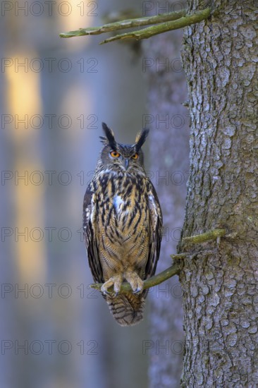 Eurasian Eagle-owl (Bubo bubo), resting on the trunk of a spruce tree, Swabian Alb biosphere reserve, Baden-Württemberg, Germany