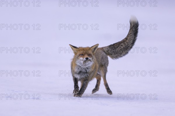 Red fox (Vulpes vulpes), with caught mouse on a meadow covered with snow, Swabian Alb biosphere reserve, Baden-Württemberg, Germany