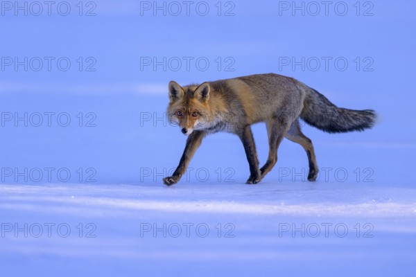 Red fox (Vulpes vulpes), foraging in a meadow covered with snow, Swabian Alb biosphere reserve, Baden-Württemberg, Germany