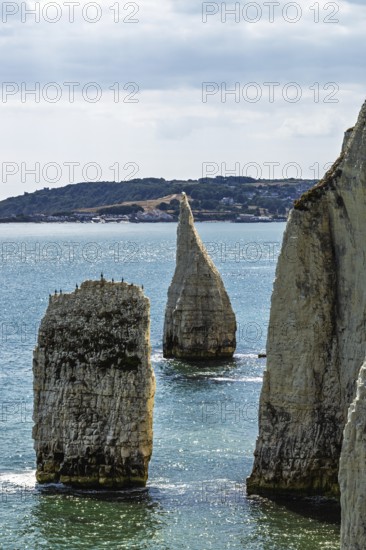 White Cliffs of Old Harry Rocks Jurassic Coast, Handfast Point, Dorset, UK