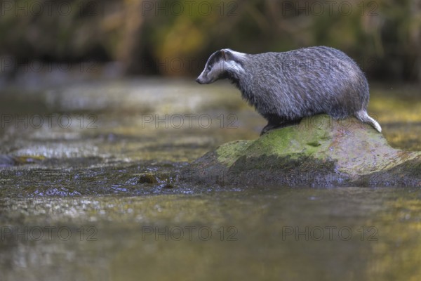 European badger (Meles meles), sitting on a stone in a stream in the last light, deciduous tree is reflected in the water, Swabian Alb biosphere reserve, Baden-Württemberg, Germany