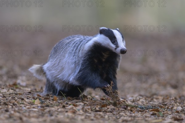 European badger (Meles meles), foraging in a beech forest, Swabian Alb biosphere reserve, Baden-Württemberg, Germany