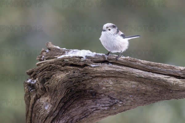 Long-tailed Tit (Aegithalos caudatus), Emsland, Lower Saxony, Germany