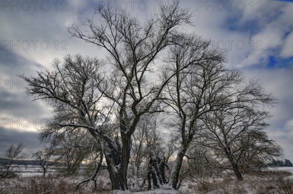 Wintery floodplain landscape along the Schmutter in the Augsburg Western Wälder nature park Park, Bavaria, Germany