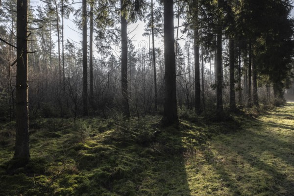 Light rays in the forest, Emsland, Lower Saxony, Germany