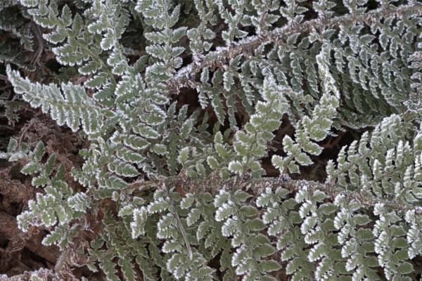 Fern fronds (Polystichum) in hoarfrost, Emsland, Lower Saxony, Germany