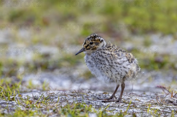 Purple sandpiper (Calidris maritima) chick, young on the tundra in summer, Svalbard, Spitsbergen, Norway