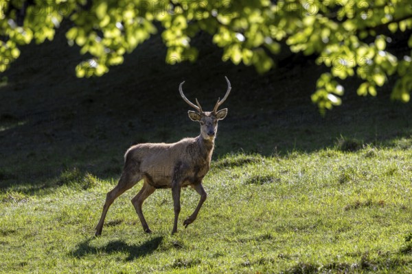 Scruffy red deer (Cervus elaphus) stag in grassland at edge of forest moulting into its red summer coat during the spring moult