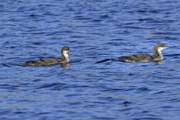 Two black-throated loons, Arctic loon, black-throated diver (Gavia arctica) in non-breeding plumage swimming in lake in winter