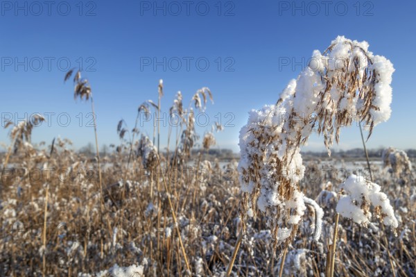 Common reed (Phragmites australis) close-up of panicles, seed heads laden with fresh snow in reedbed, reed bed at wetland in winter