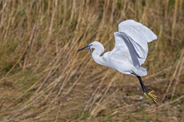 Little egret (Egretta garzetta) in flight, taking off from coastal wetland with caught fish prey in beak in in winter
