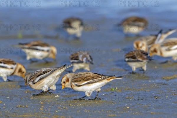 Snow buntings (Plectrophenax nivalis, Emberiza nivalis) flock in winter plumage foraging on sandy beach along the North Sea coast