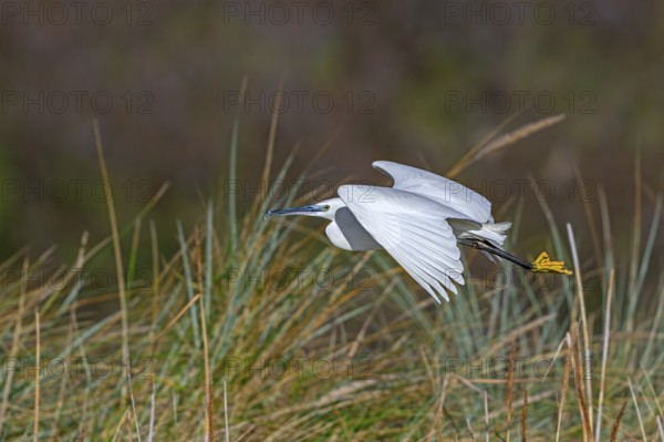 Little egret (Egretta garzetta) flying past reed bed in coastal wetland in winter