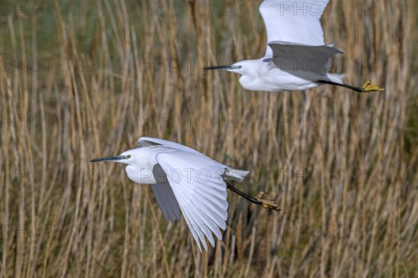 Two little egrets (Egretta garzetta) flying past reed bed in coastal wetland in winter