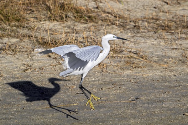 Little egret (Egretta garzetta) adult in flight, landing in the dunes along the North Sea coast in winter