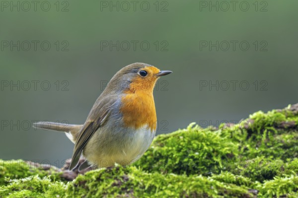 European robin (Erithacus rubecula) perched on moss covered fallen tree looking for insects and other invertebrates in forest in winter