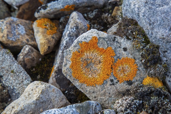 Elegant sunburst lichen (Rusavskia elegans, Xanthoria elegans) on rock, Svalbard, Spitsbergen