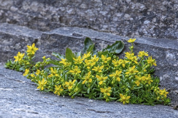 Yellow mountain saxifrage, yellow saxifrage (Saxifraga aizoides), alpine plant flowering among rocks in summer in the Alps