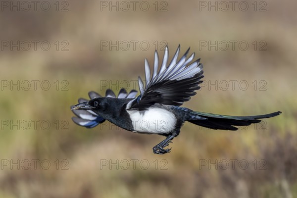 Eurasian magpie, common magpie (Pica pica) adult in flight, landing with spread open wings in grassland in winter