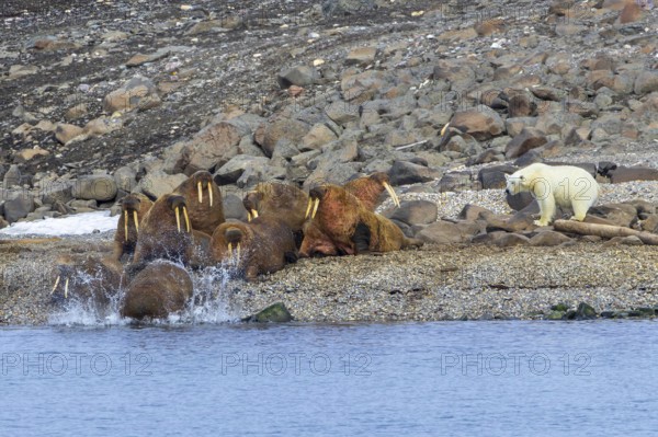 Lone polar bear (Ursus maritimus) attacking Atlantic walruses resting at haulout on beach along the coast of Svalbard, Spitsbergen in summer