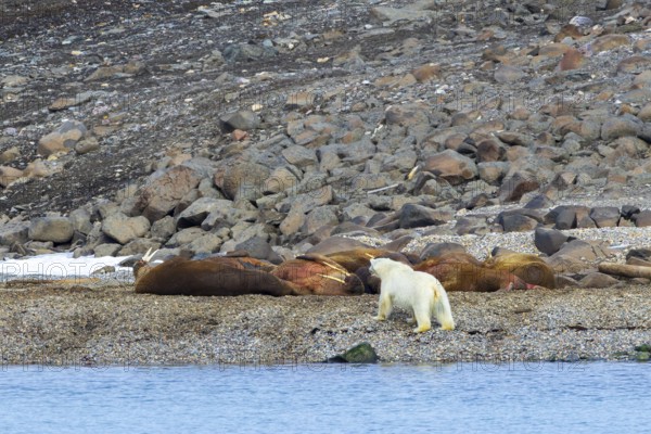 Lone polar bear (Ursus maritimus) stalking Atlantic walruses sleeping at haulout on beach along the coast of Svalbard, Spitsbergen in summer