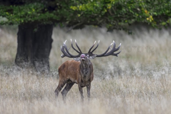 Red deer (Cervus elaphus) stag performing the flehmen response in grassland at edge of oak forest during the rut in autumn, fall