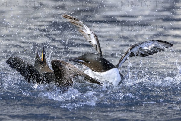 Two thick-billed murres, Brünnich's guillemots (Uria lomvia) in breeding plumage fighting in the Arctic Ocean in summer, Svalbard, Spitsbergen
