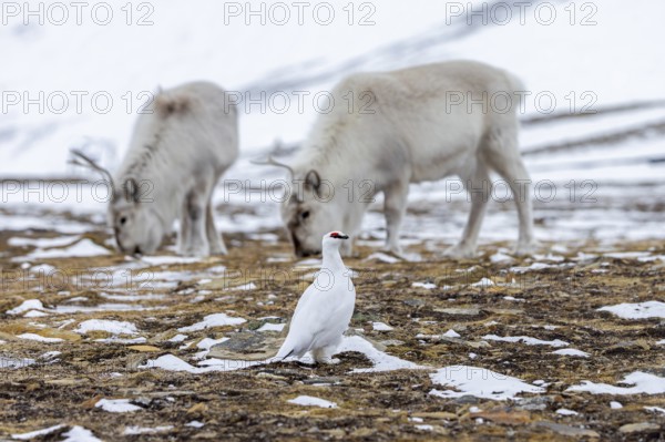 Rock ptarmigan (Lagopus muta) male / cock in white winter plumage and Svalbard reindeer foraging on snow covered tundra in spring, Spitsbergen