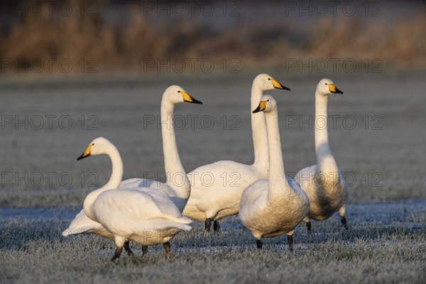 Whooper swans (Cygnus cygnus), Emsland, Lower Saxony, Germany