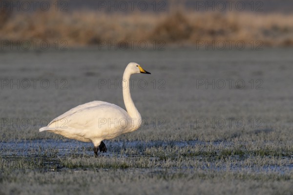 Whooper swan (Cygnus cygnus), Emsland, Lower Saxony, Germany