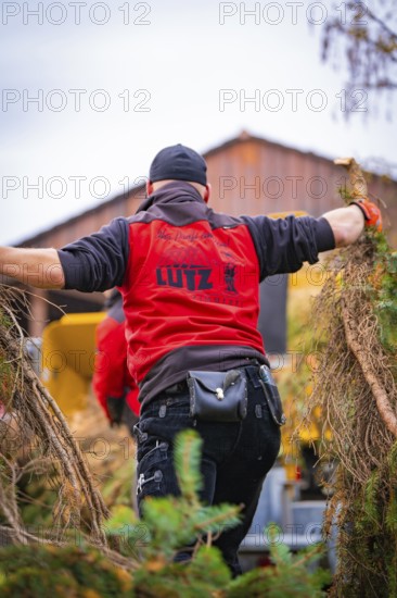 Back view of a man in work clothes carrying branches with a building in the background, tree work, Gechingen, Calw district, Germany