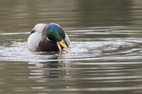 Mallard ducks (anas platyrhynchos) mating, Hesse, Germany