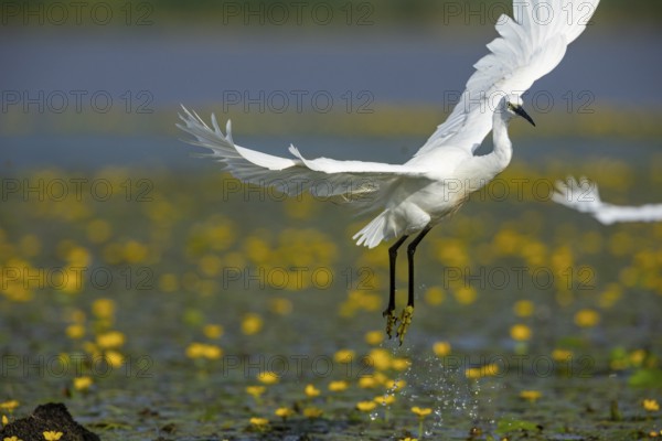 Little Egret (Egretta garzetta) in the midst of flowering echidnas Hungary