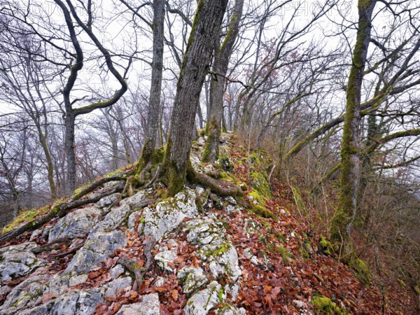 Moss-covered trees surrounded by distinctive limestone formation, Lägerngrat, Baden, Canton Aargau, Switzerland
