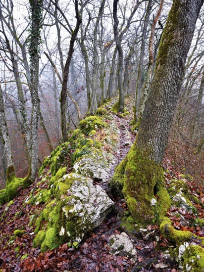 Moss-covered trees surrounded by distinctive limestone formation, Lägerngrat, Baden, Canton Aargau, Switzerland