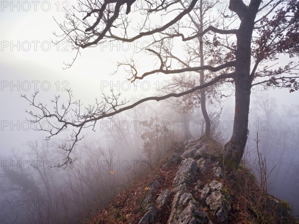 Limestone trail leads through forest covered with moss trees, Lägerngrat, Baden, Aargau Canton, Switzerland
